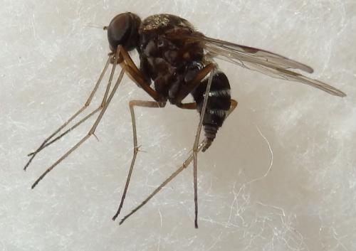 Chrysopilus sp.